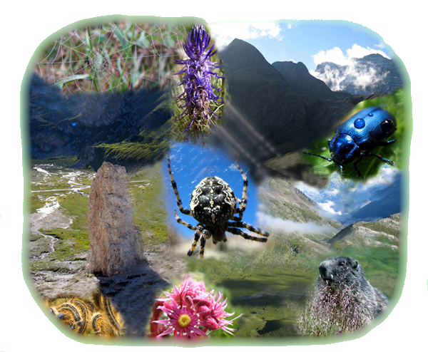 biologia_collage