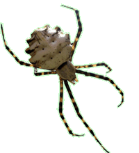 argiope_lobata