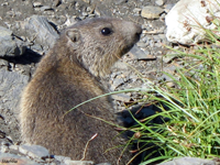 marmotta1